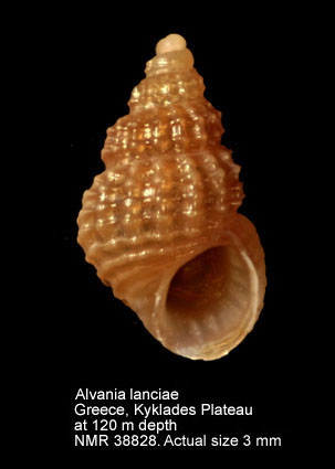 Alvania lanciae (8).JPG - Alvania lanciae(Calcara,1845)